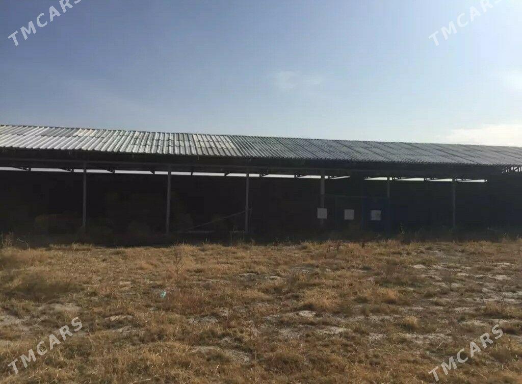 mal ferma - Бахарден - img 1