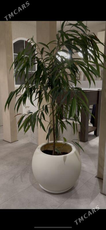 растение с горшком - Aşgabat - img 3