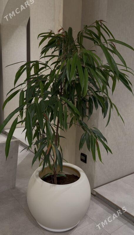 растение с горшком - Aşgabat - img 2