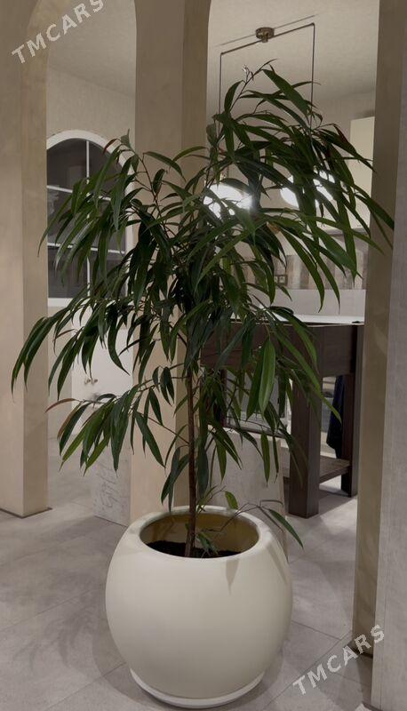 растение с горшком - Aşgabat - img 1