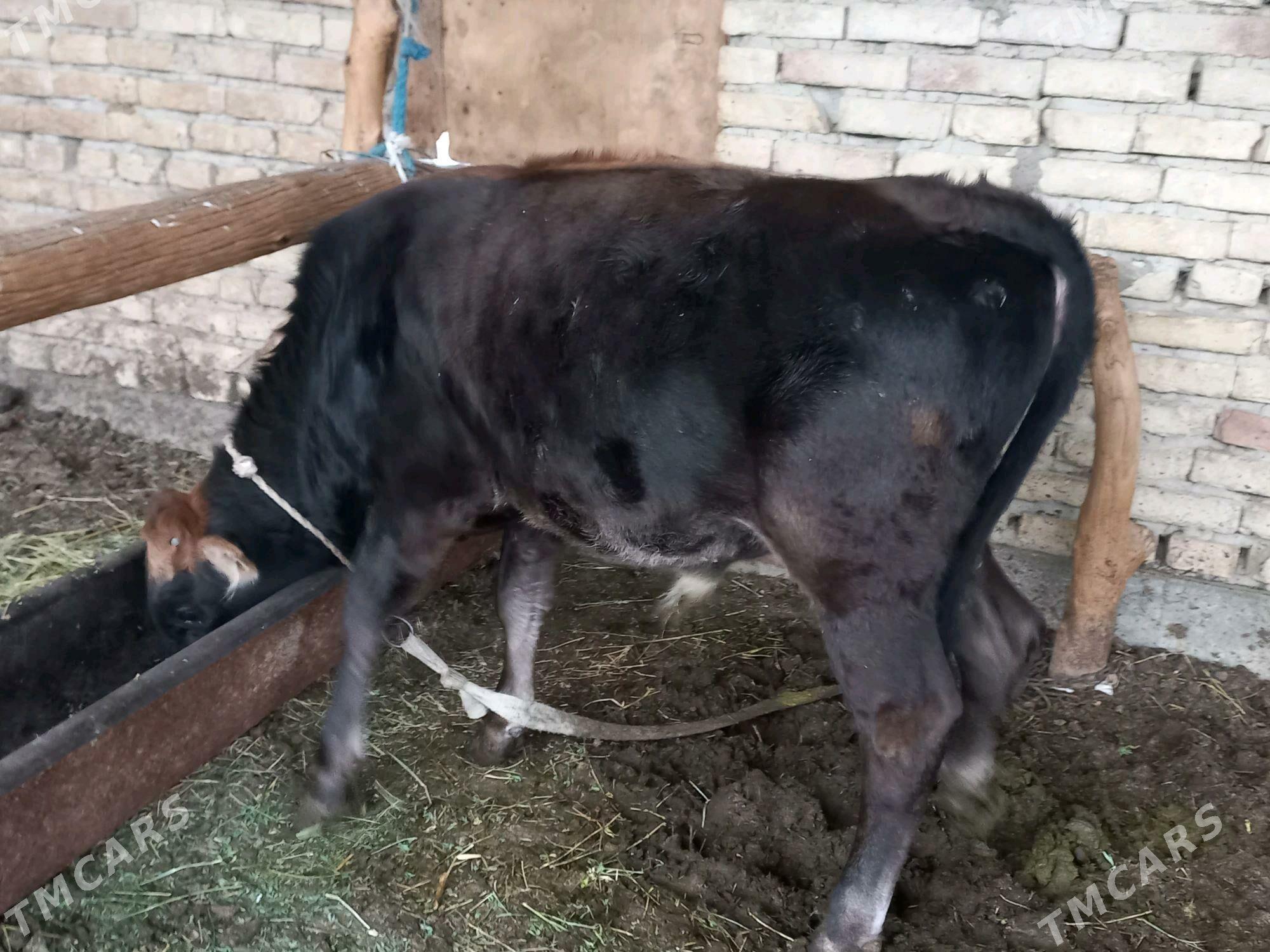 Okuzce - Ýaşlyk - img 2