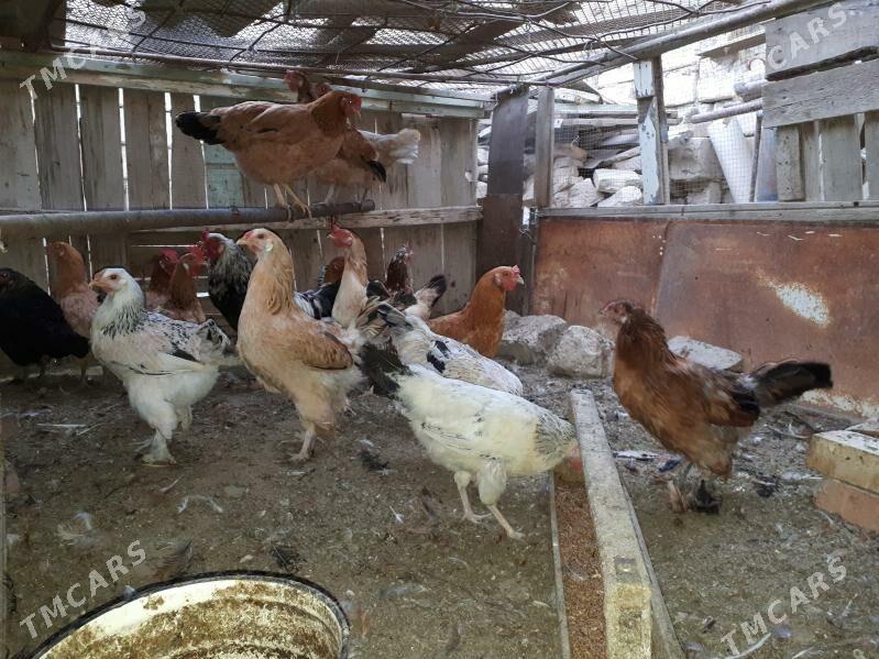 Towuk - Gumdag - img 2