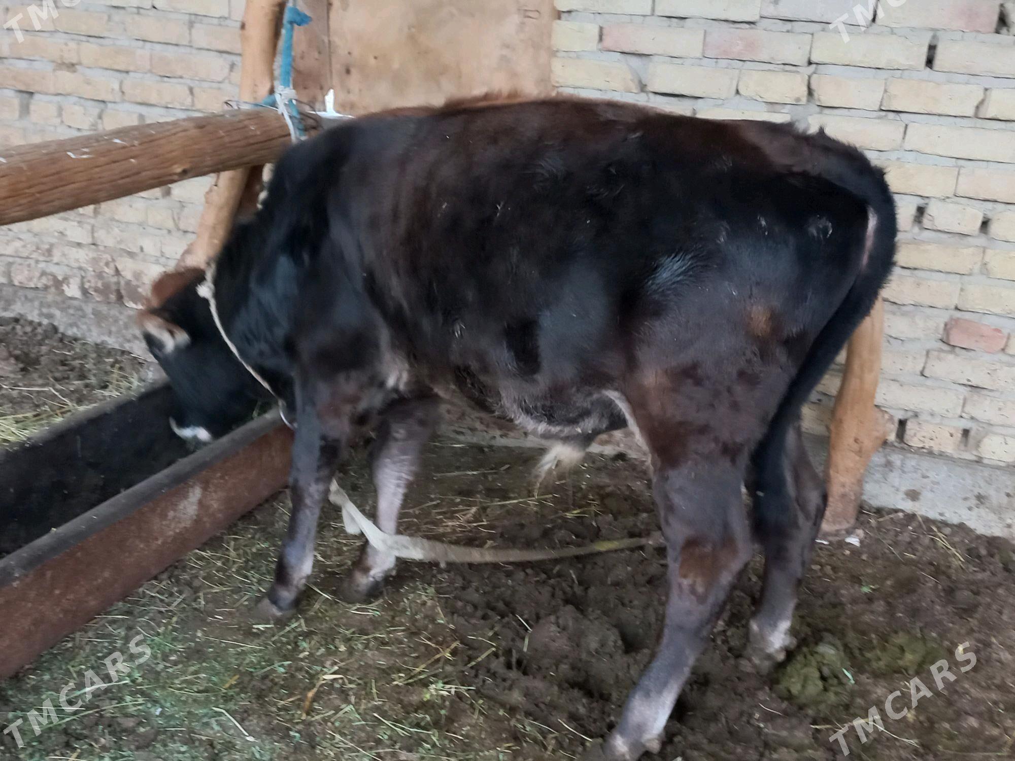 Okuzce - Ýaşlyk - img 3