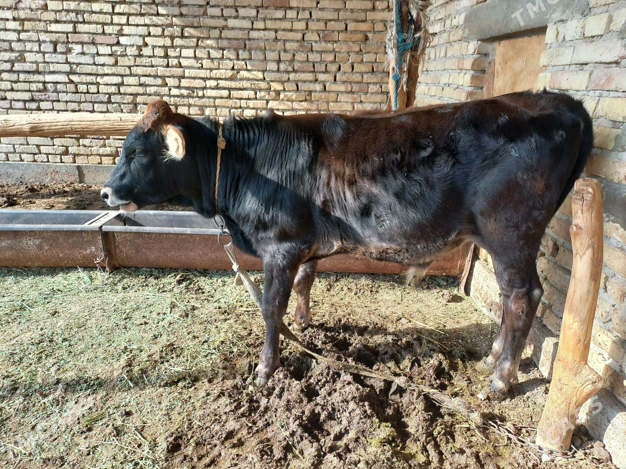 Okuzce - Ýaşlyk - img 4