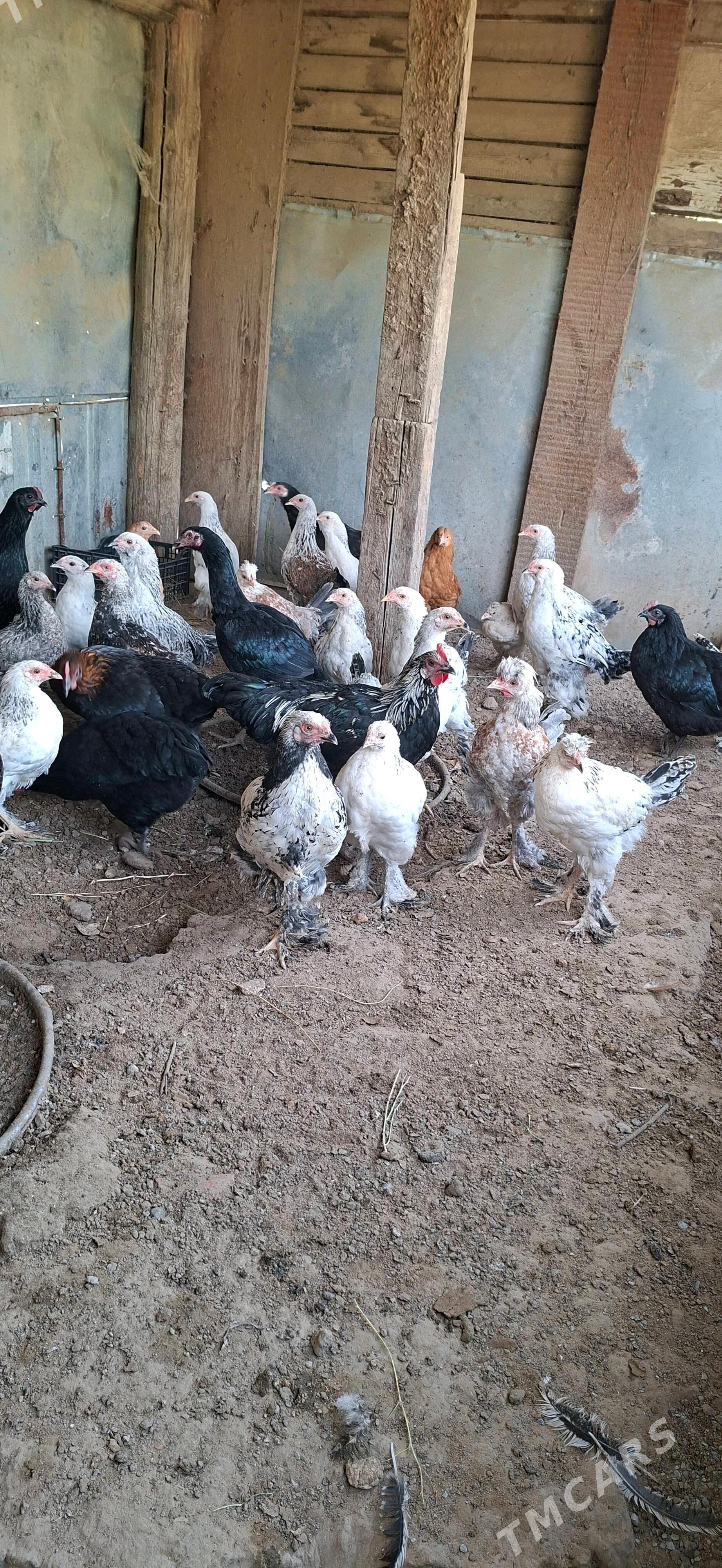 Balgar towuklar - Gypjak - img 1