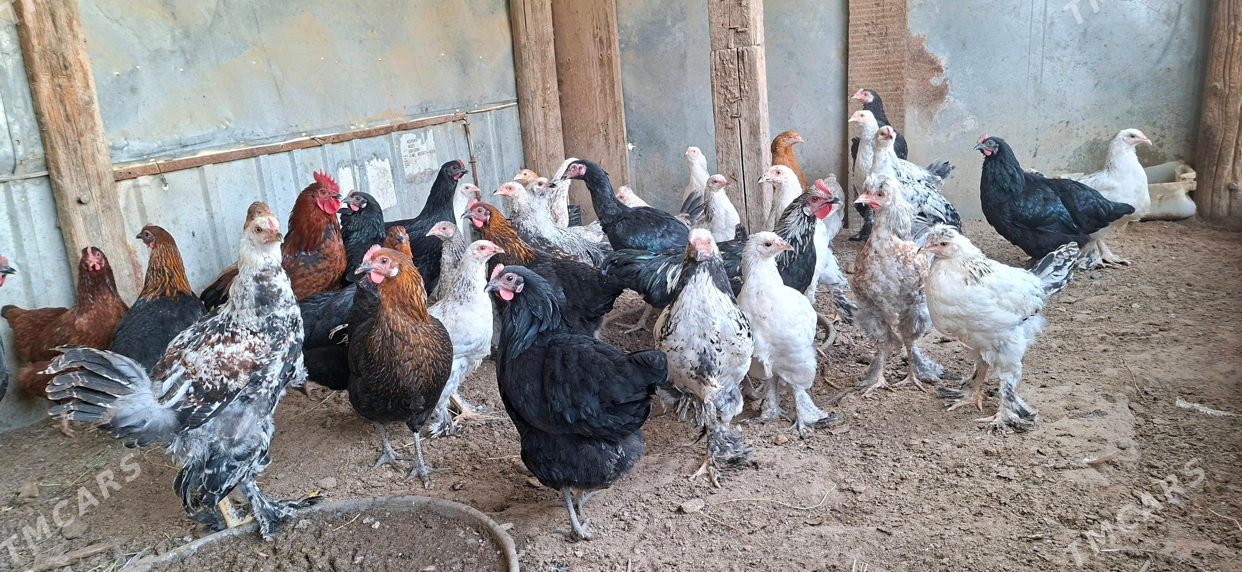 Balgar towuklar - Gypjak - img 2