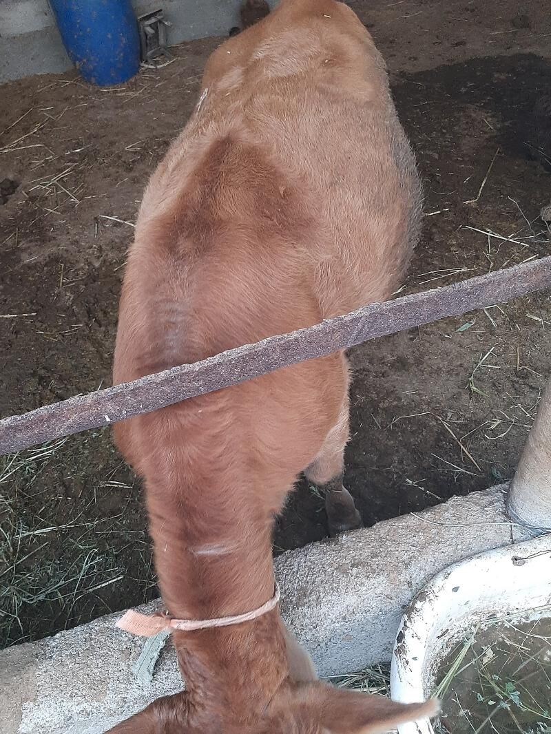 tüwe - Бузмеин - img 3