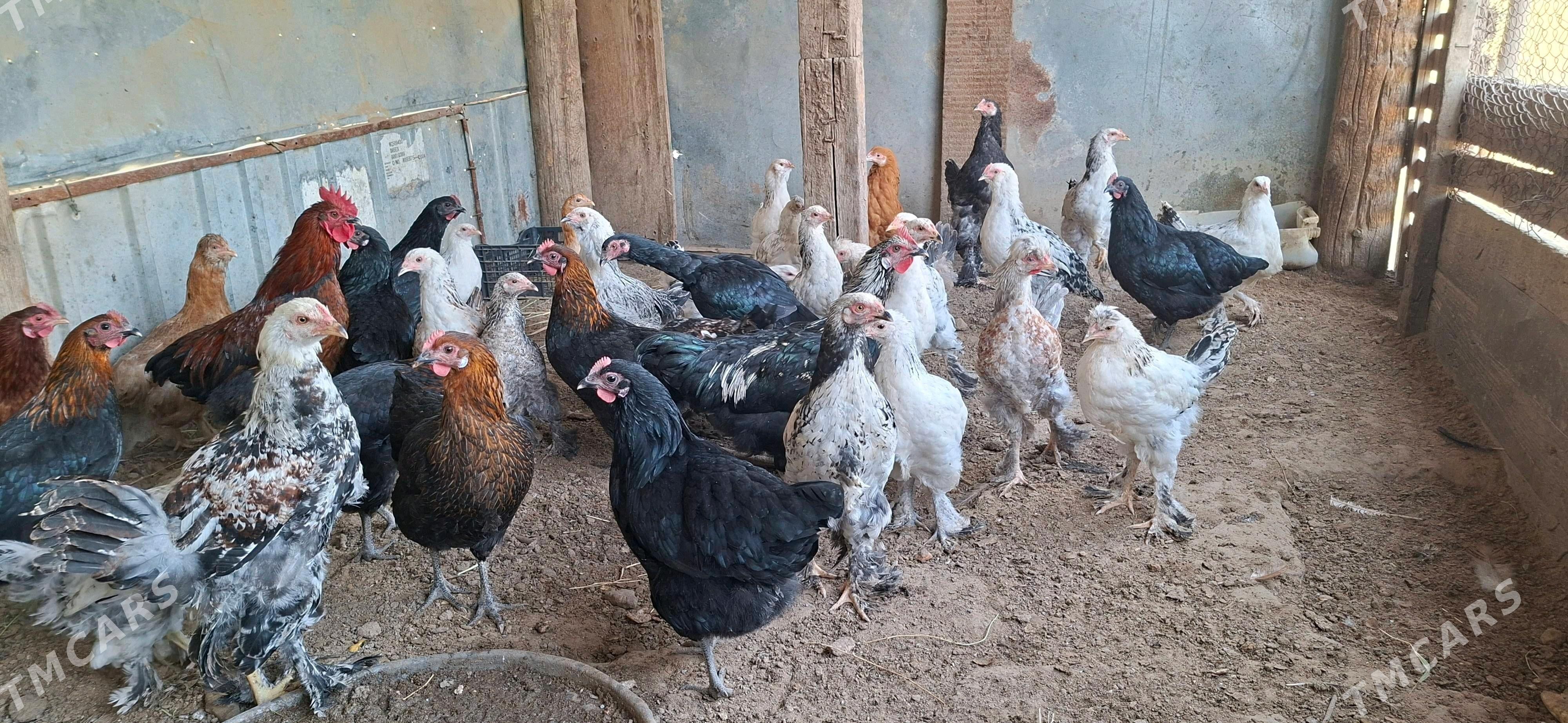 Balgar towuklar - Gypjak - img 4