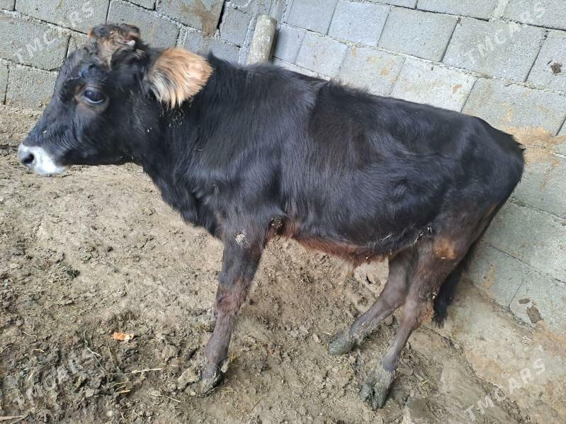 okuz - Gökdepe - img 3