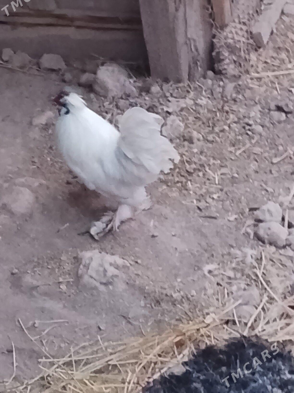 карлик - Çärjew - img 4