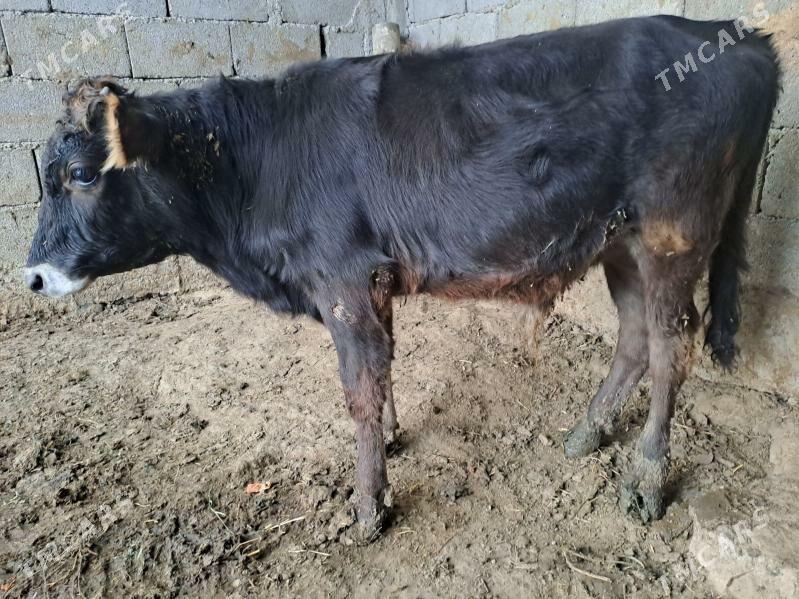 okuz - Gökdepe - img 4