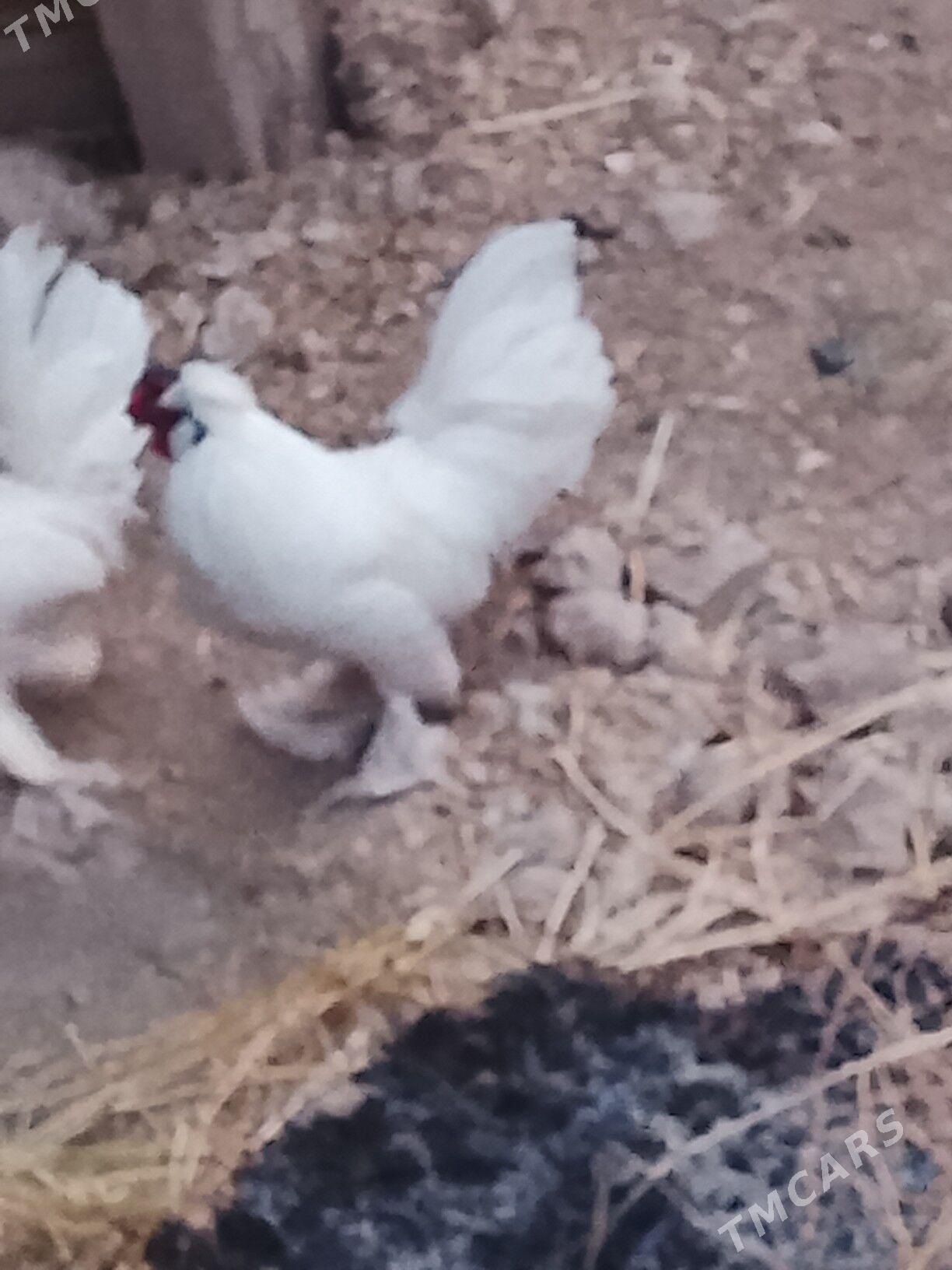 карлик - Çärjew - img 3