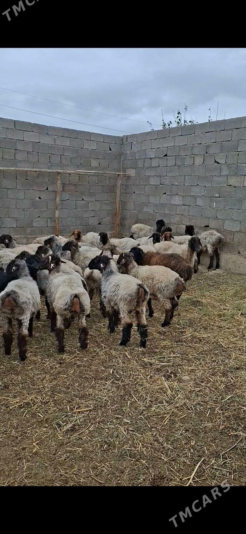 tokly - Gökdepe - img 4