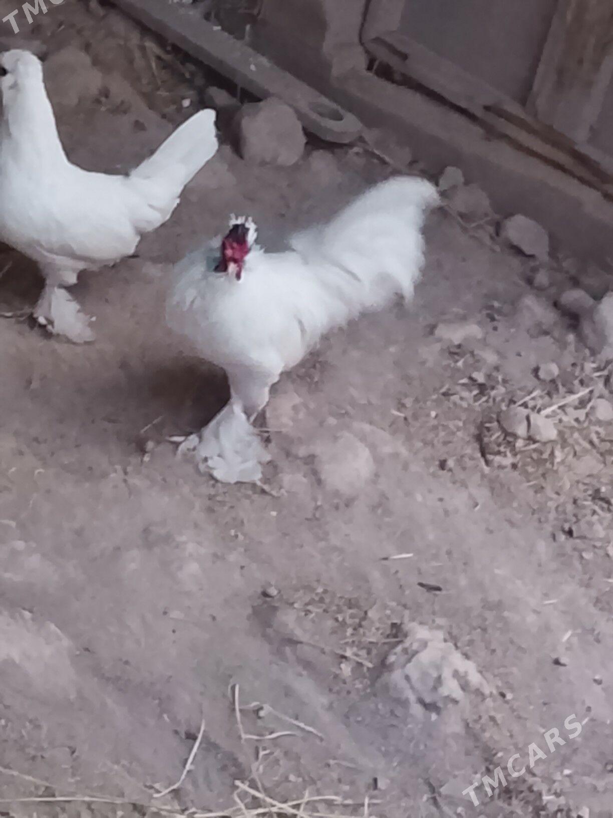 карлик - Çärjew - img 5