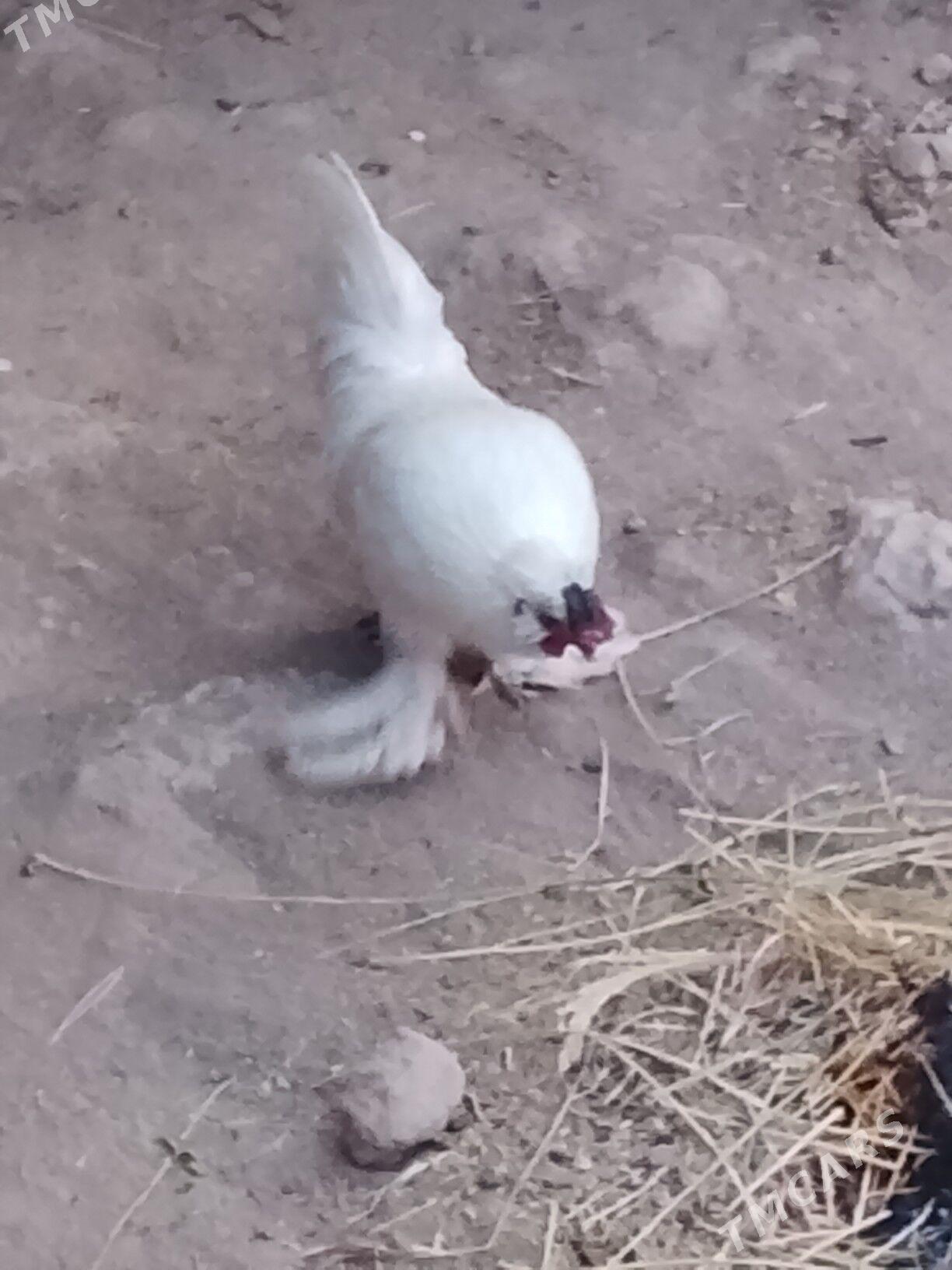 карлик - Çärjew - img 2