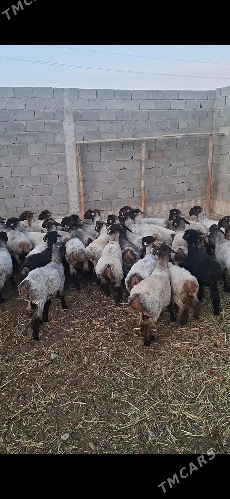 tokly - Gökdepe - img 1