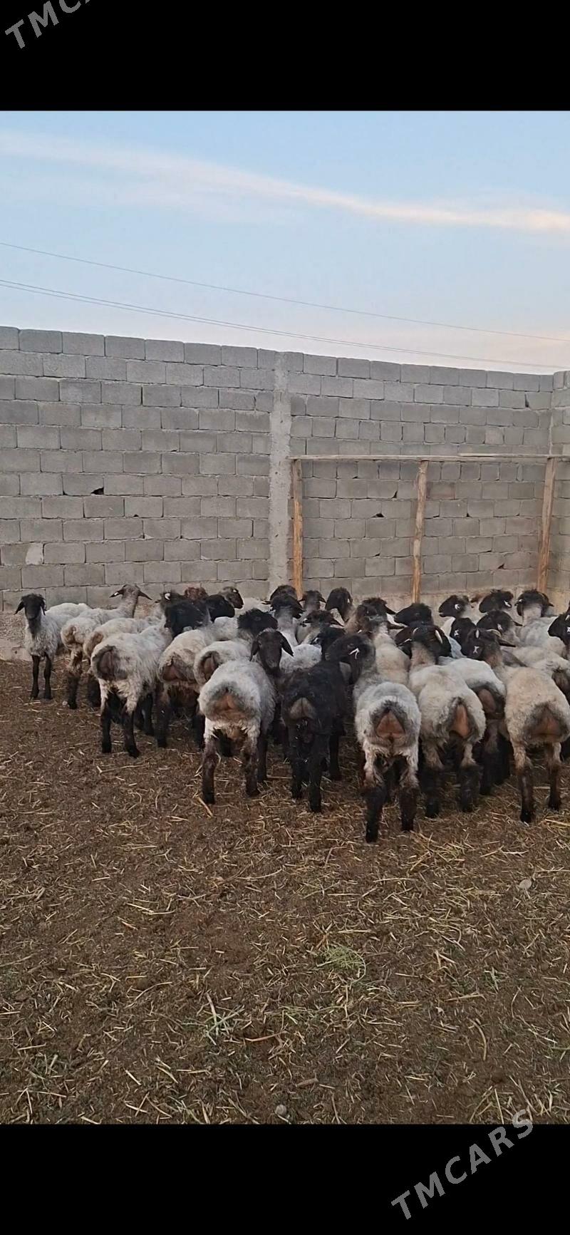 tokly - Gökdepe - img 5