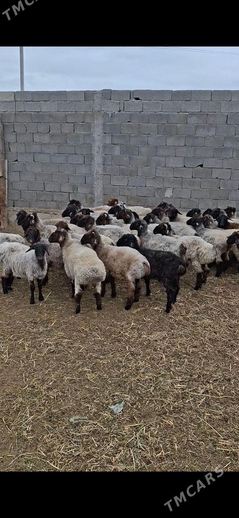 tokly - Gökdepe - img 2