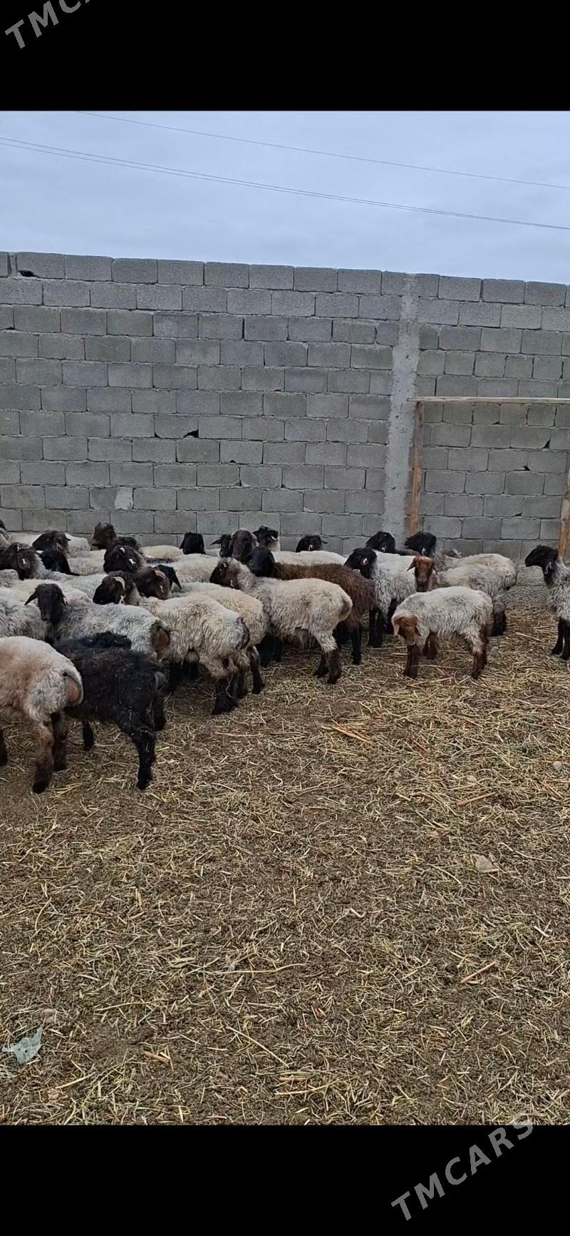 tokly - Gökdepe - img 3