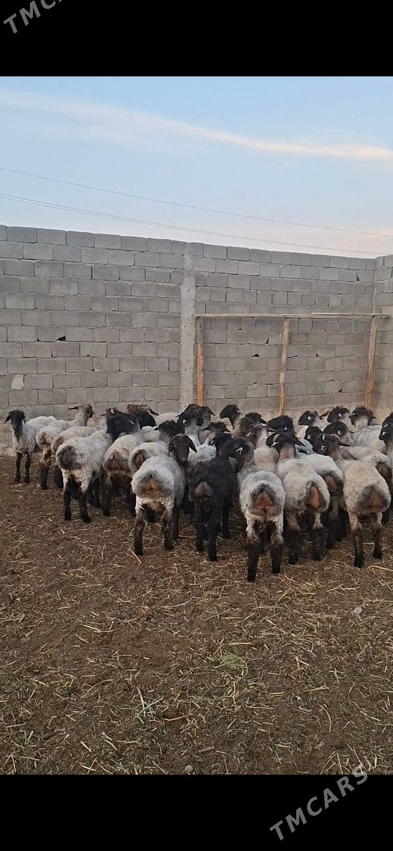 tokly - Gökdepe - img 6