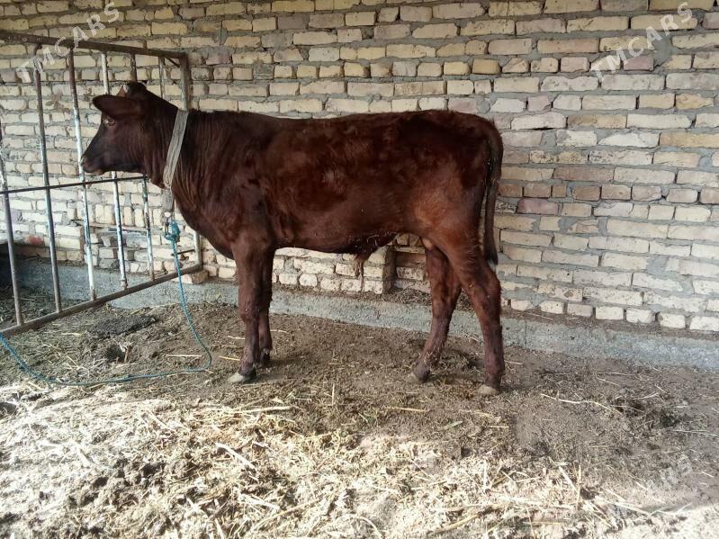 öküz - Çärjew - img 7