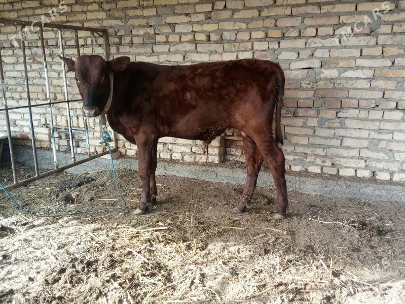 öküz - Çärjew - img 5