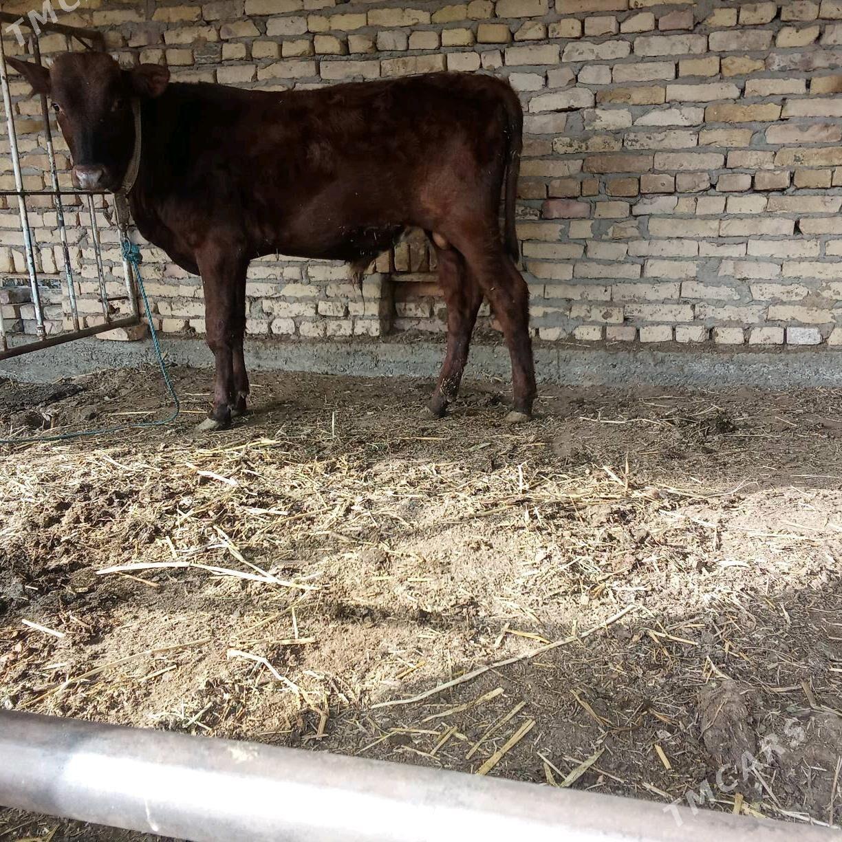 öküz - Çärjew - img 1