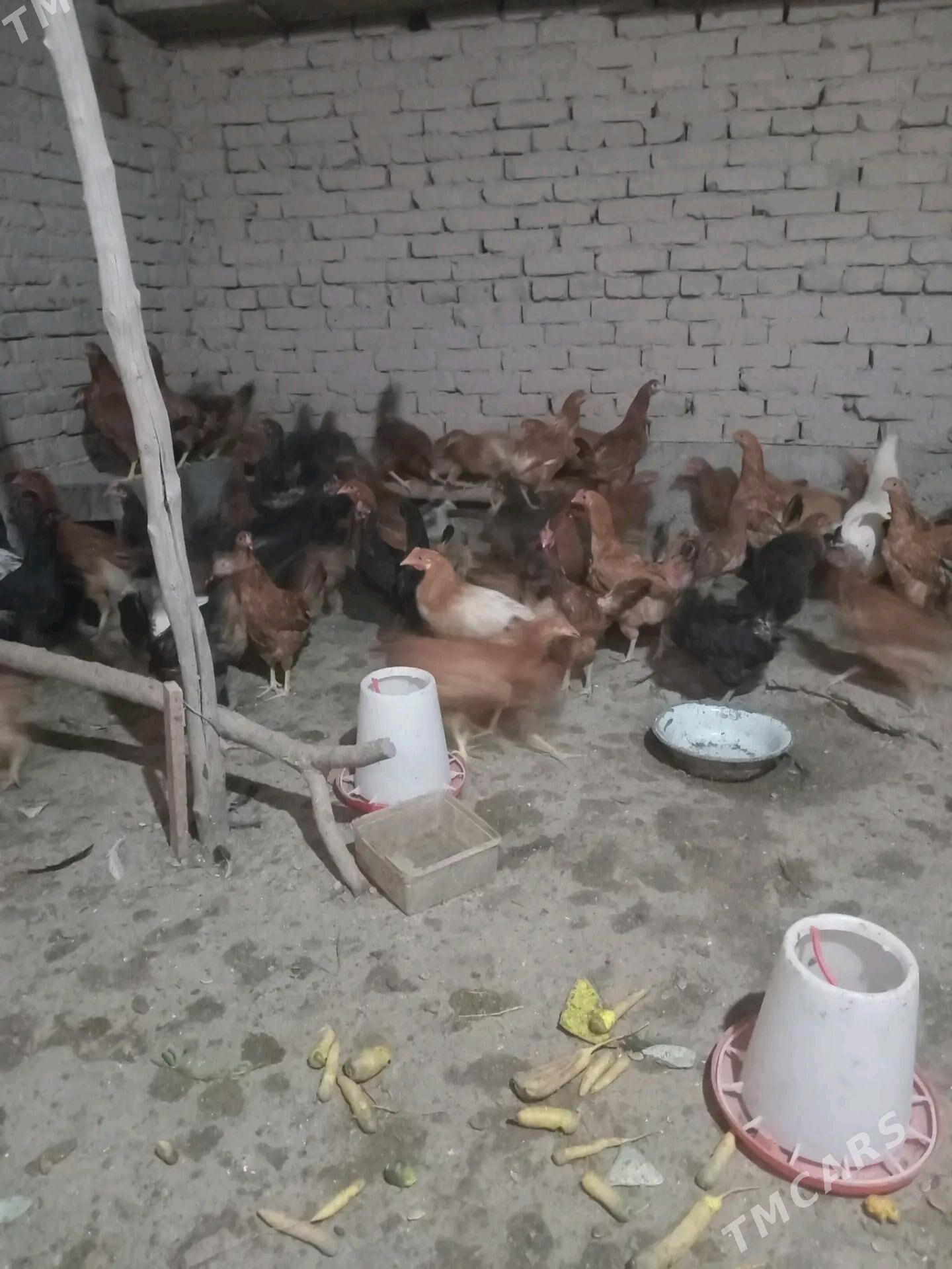 towuk juje 6 aýdan geçen - Daşoguz - img 2