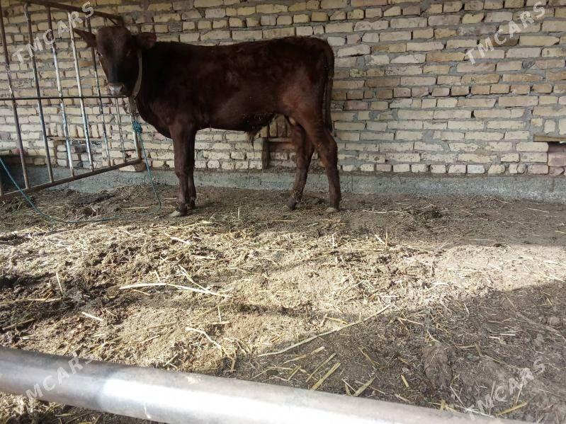 öküz - Çärjew - img 8