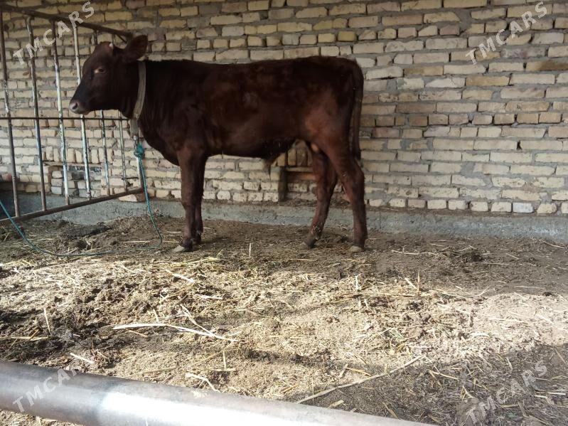 öküz - Çärjew - img 9