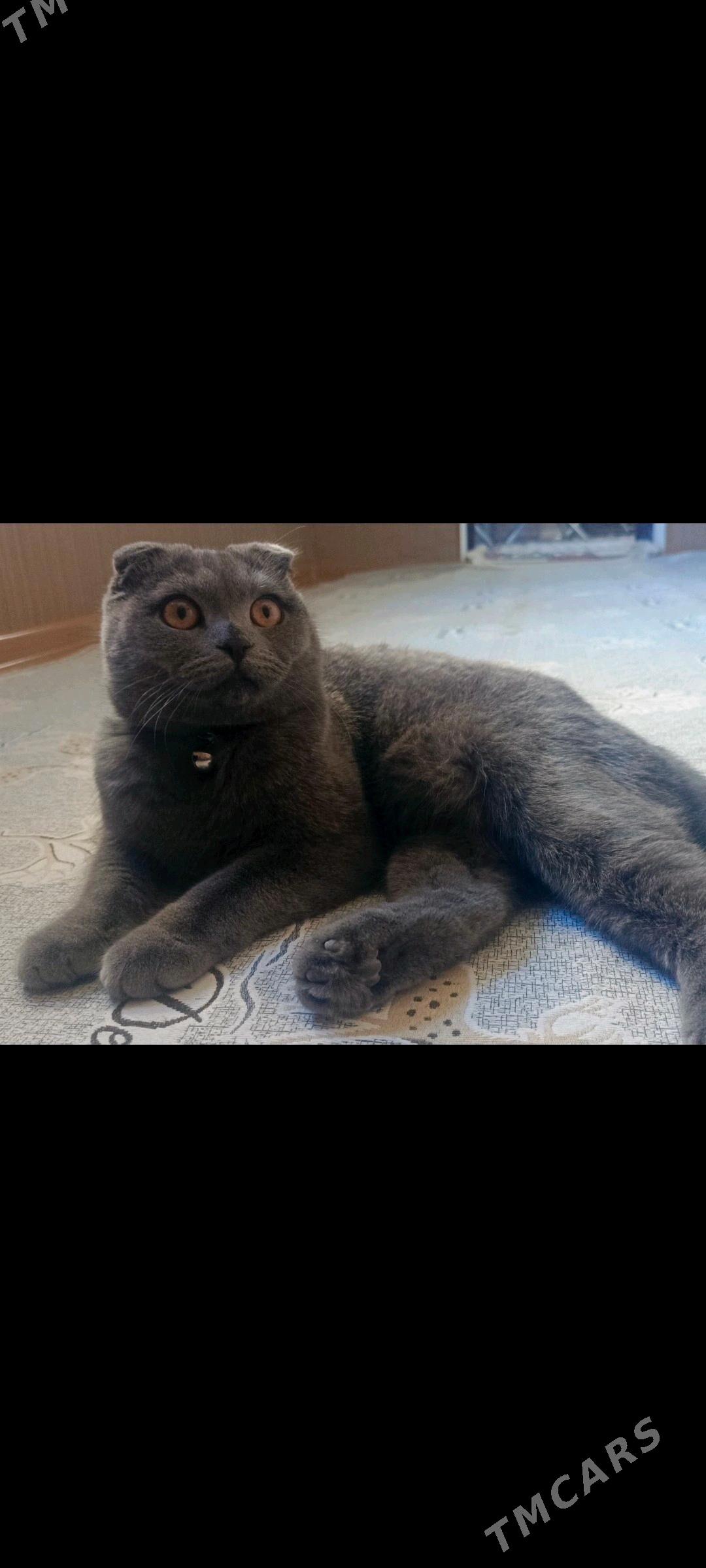 kot svidaniya - Balkanabat - img 2