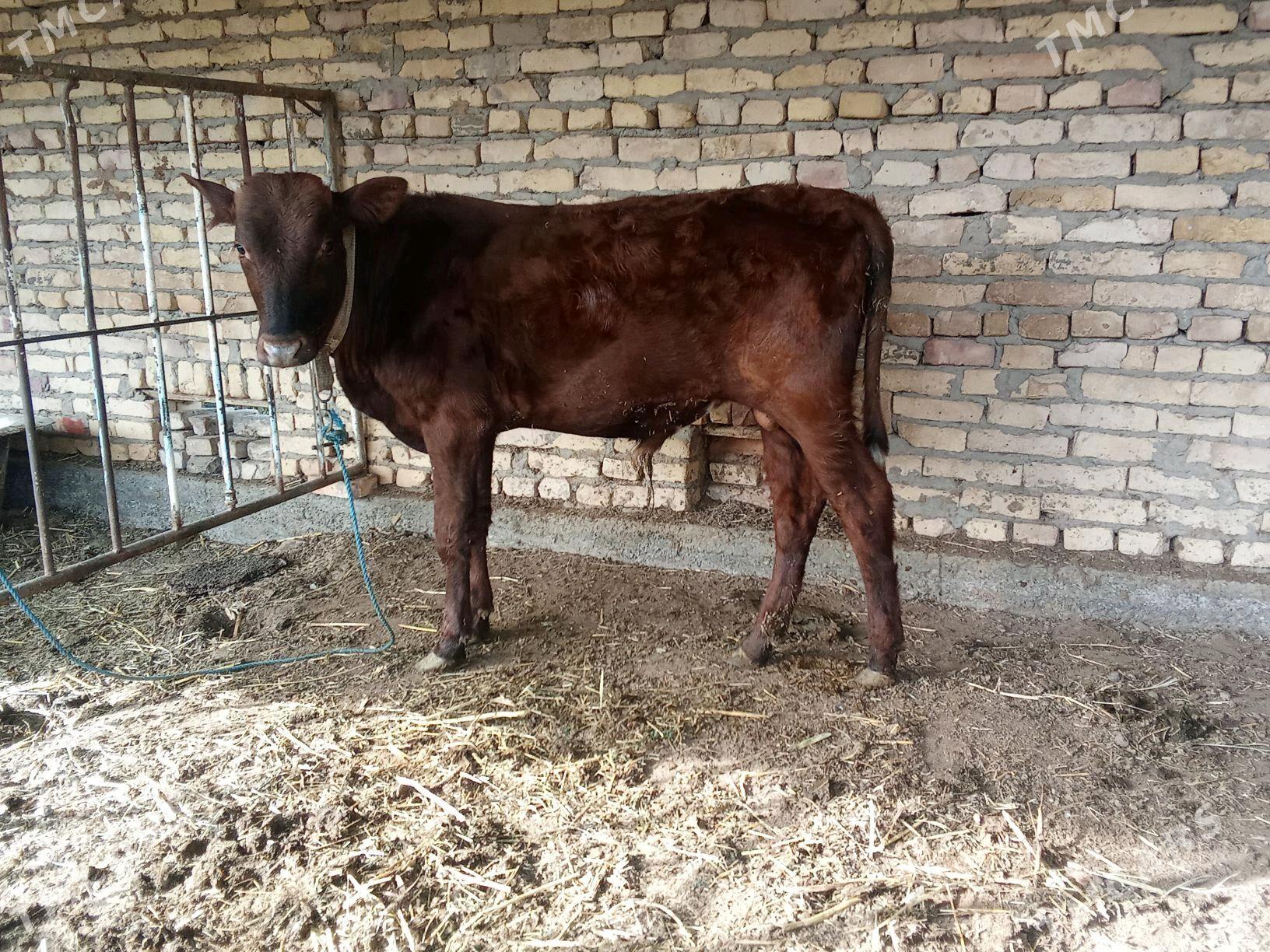 öküz - Çärjew - img 2