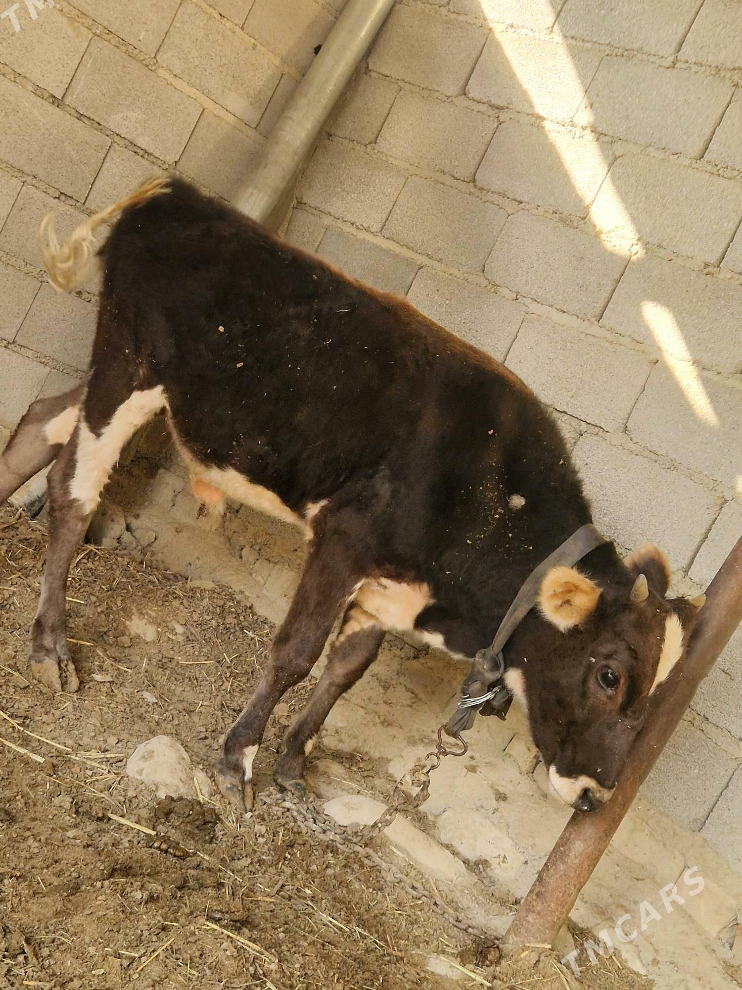 okuz - Bäherden - img 3