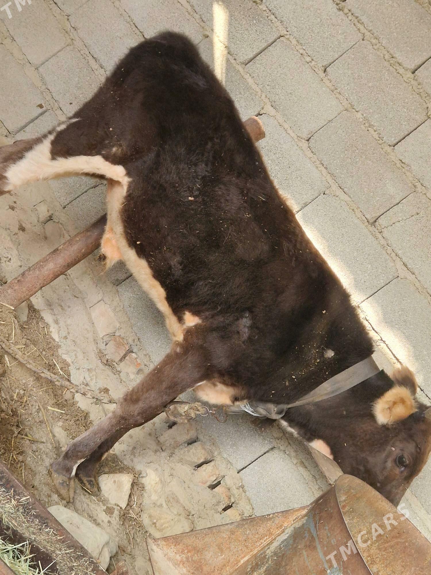 okuz - Bäherden - img 2