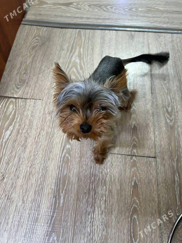 Йоркширский тойтерьер - Türkmenbaşy - img 1