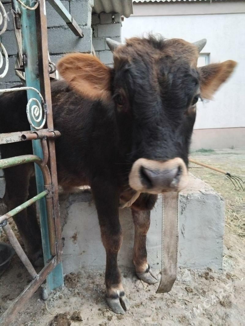 okiz - Багир - img 2