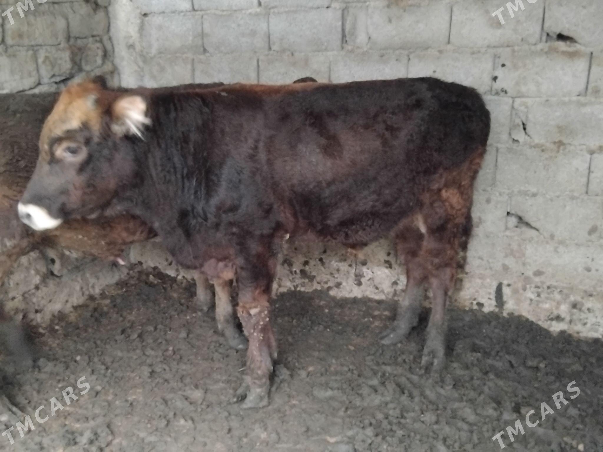 okiz - Багир - img 3