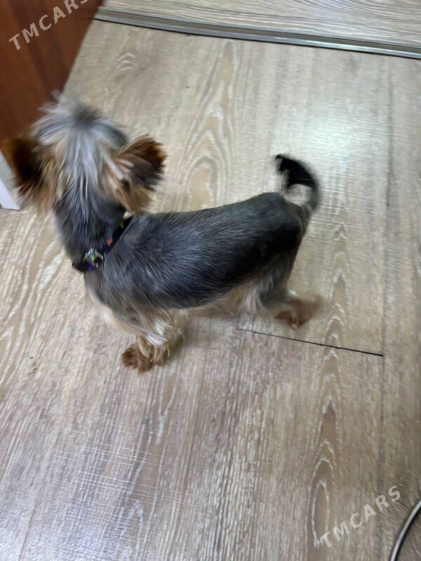 Йоркширский тойтерьер - Türkmenbaşy - img 2