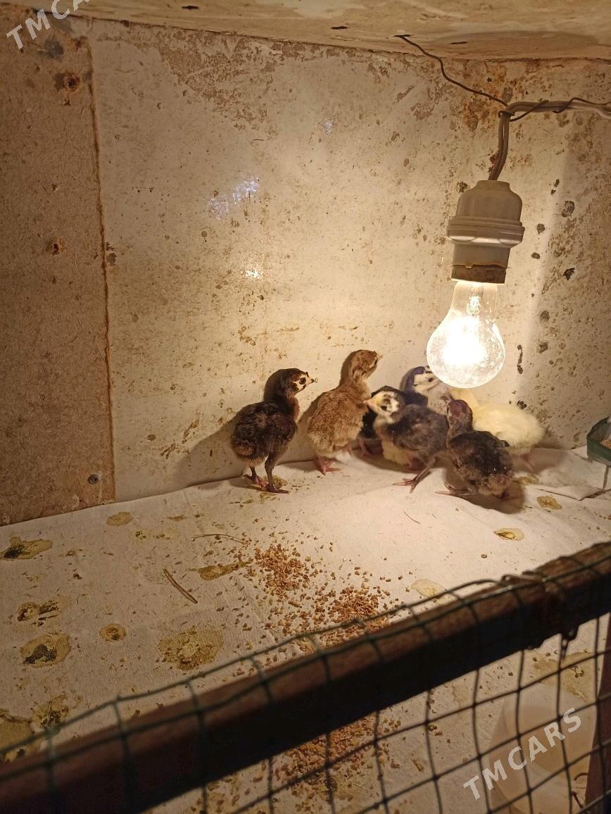 induk jüje индук - Farap - img 2