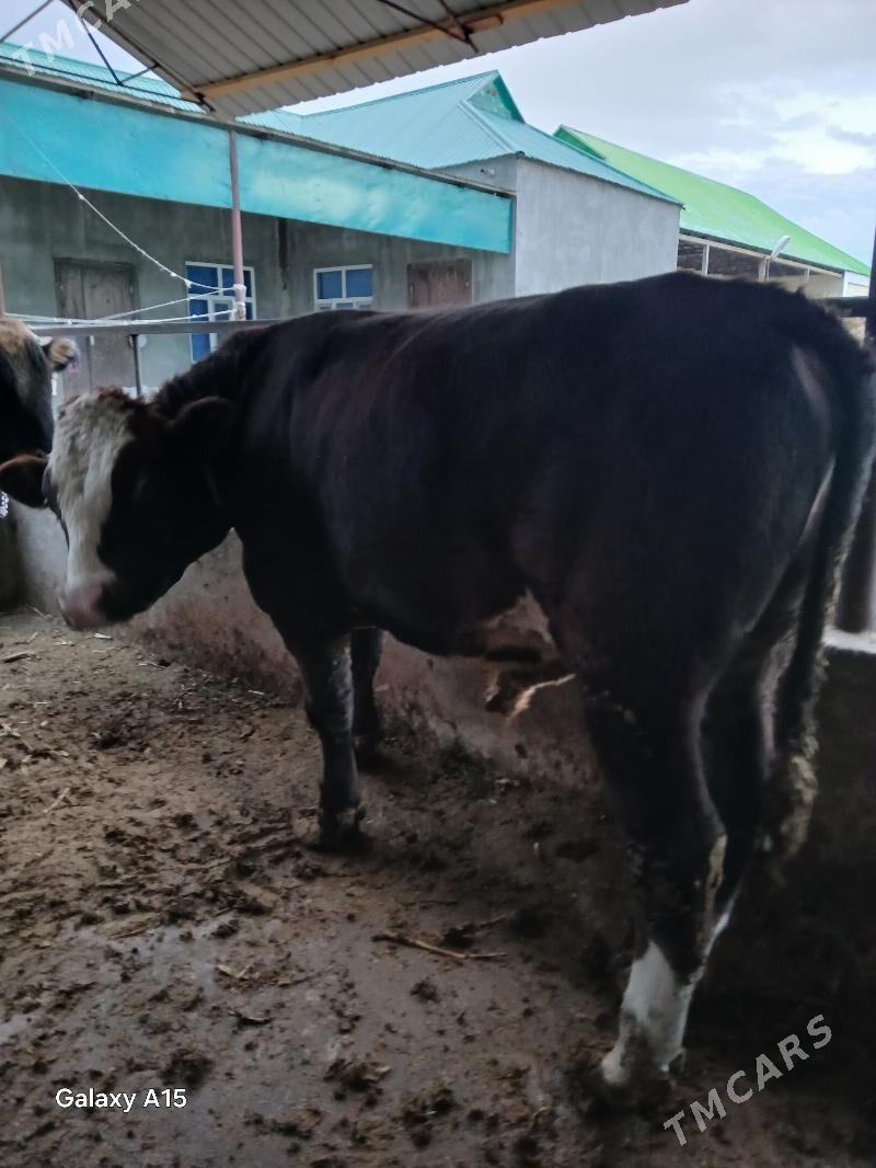 alşir öküz - Ашхабад - img 2