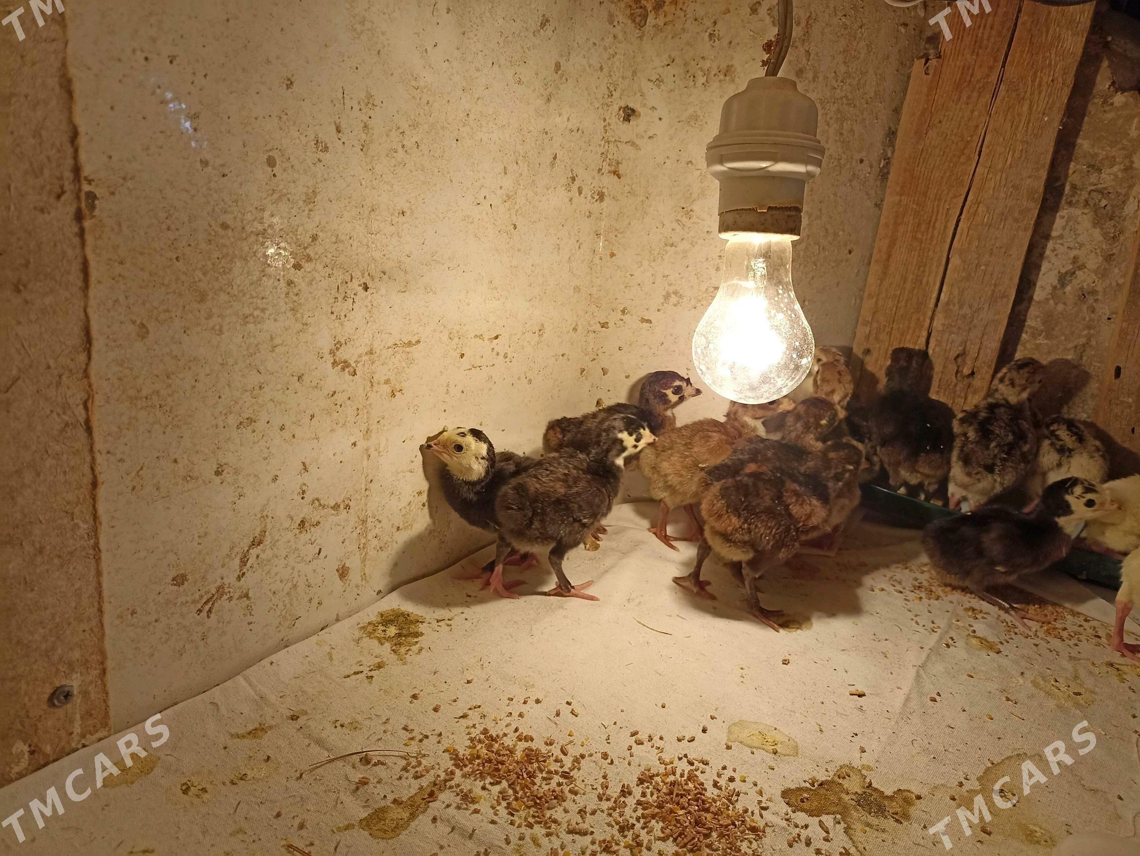 induk jüje индук - Farap - img 4