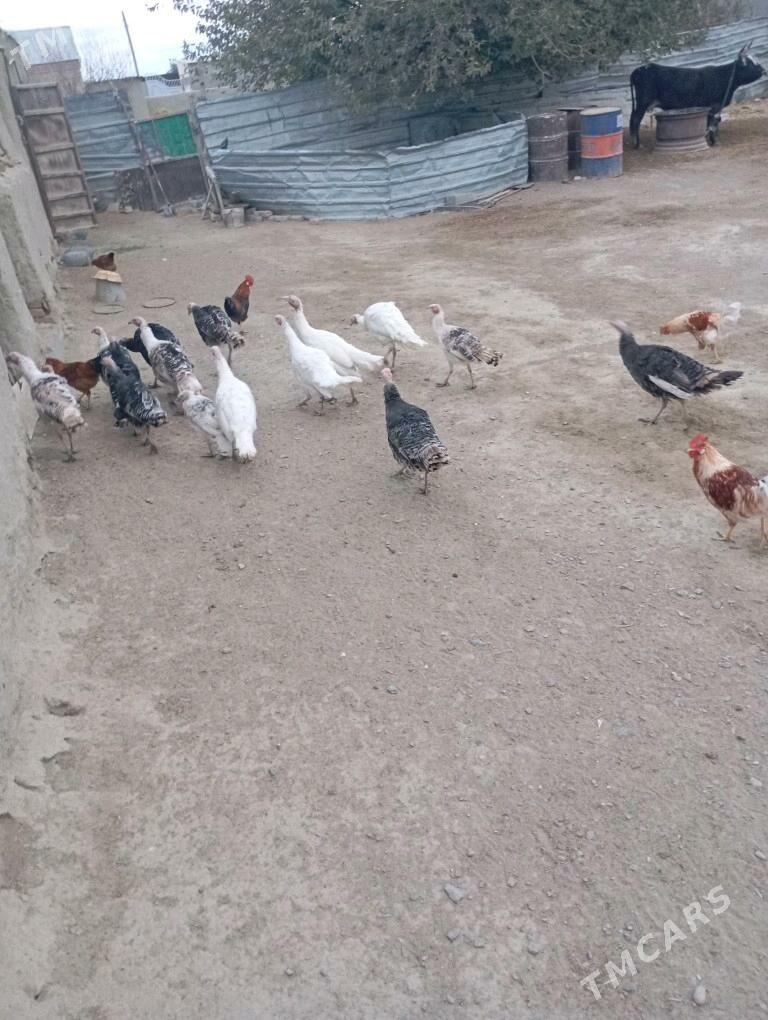 Индуклар - Bäherden - img 4