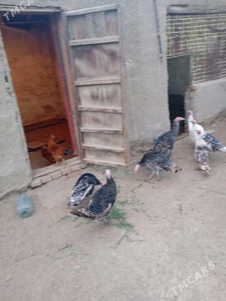 Индуклар - Bäherden - img 2