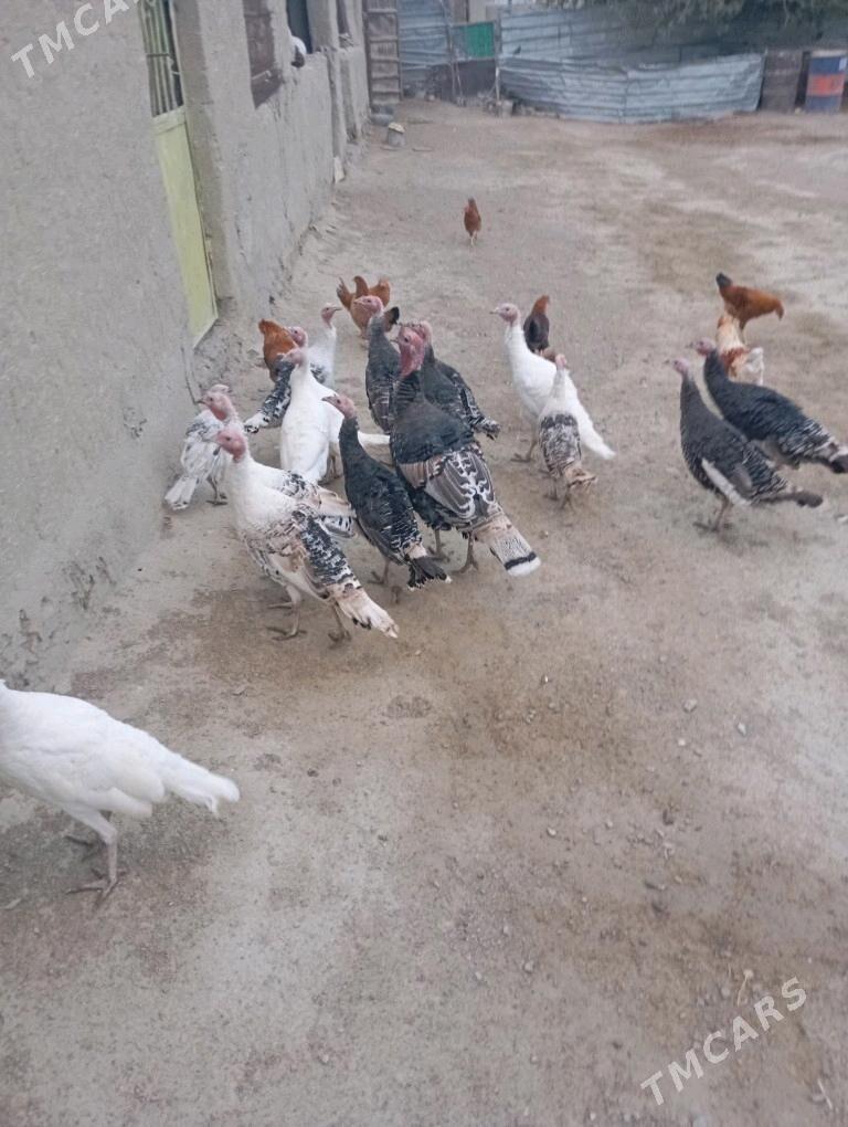 Индуклар - Bäherden - img 1