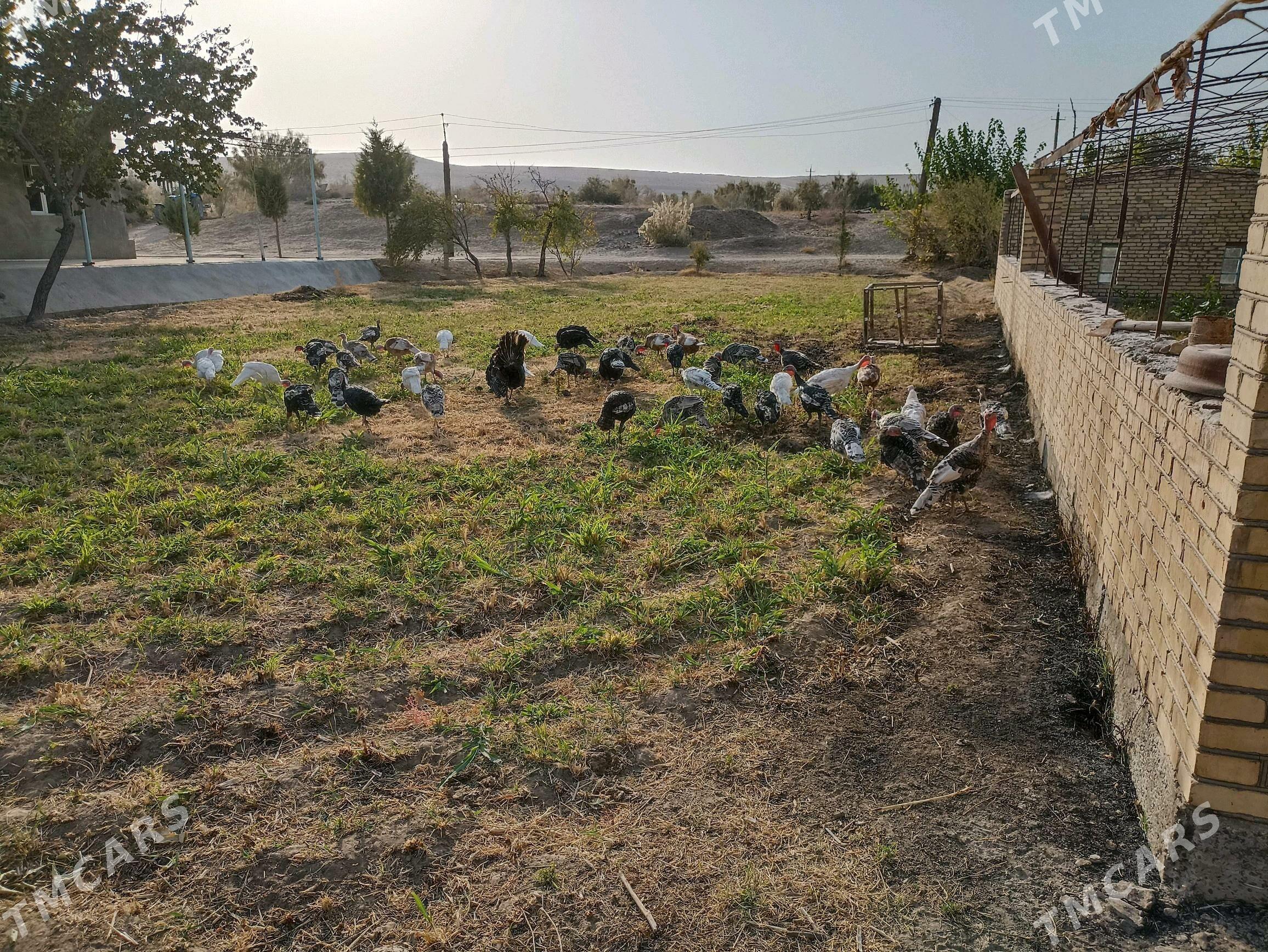 induk индук - Farap - img 3