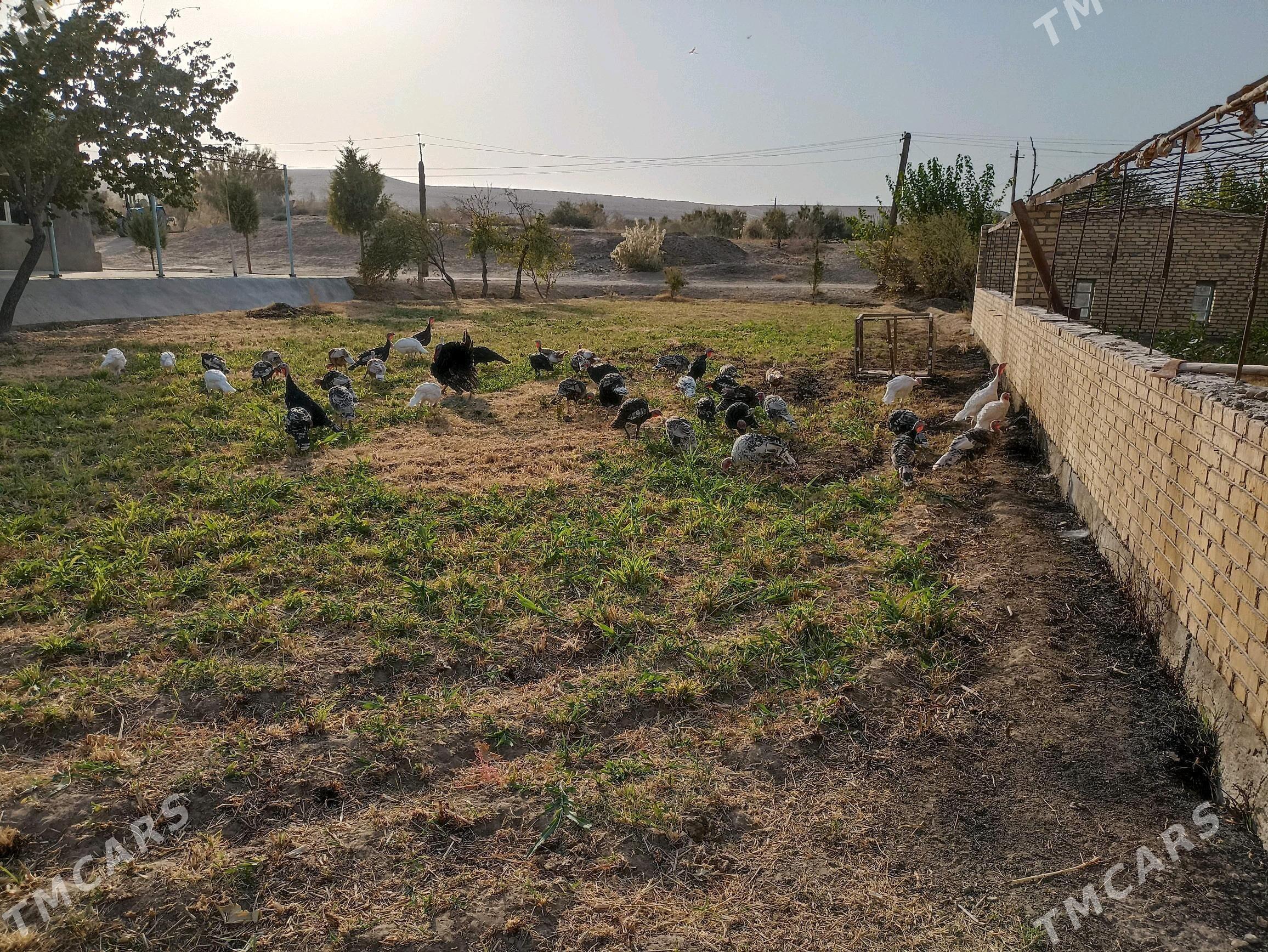 induk индук - Farap - img 2