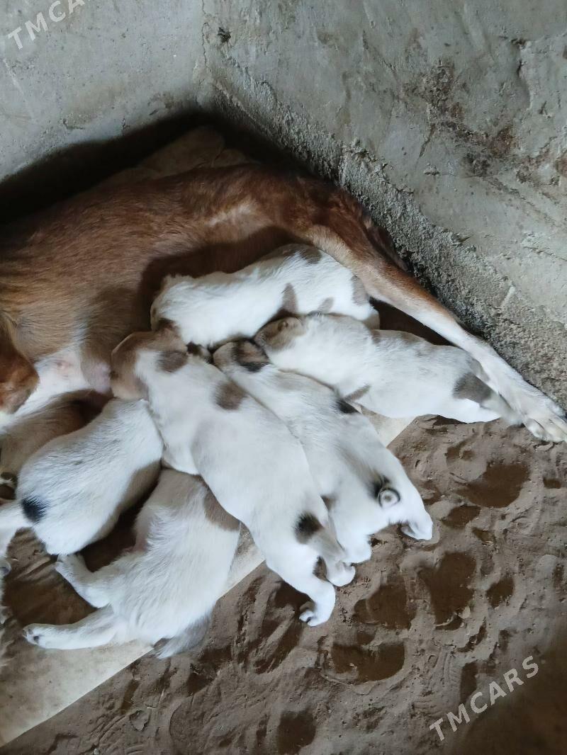 Alabay - Bagyr - img 2