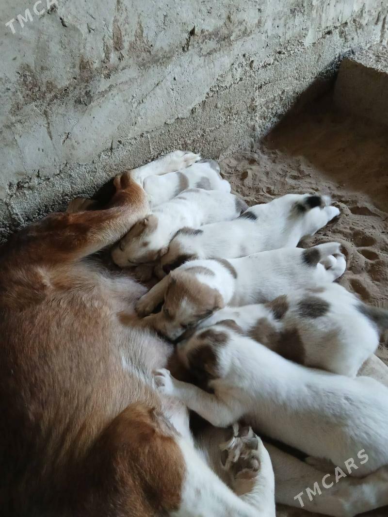 Alabay - Bagyr - img 6