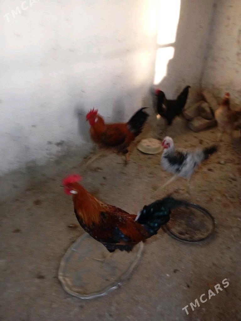 Хораэ - Bäherden - img 2