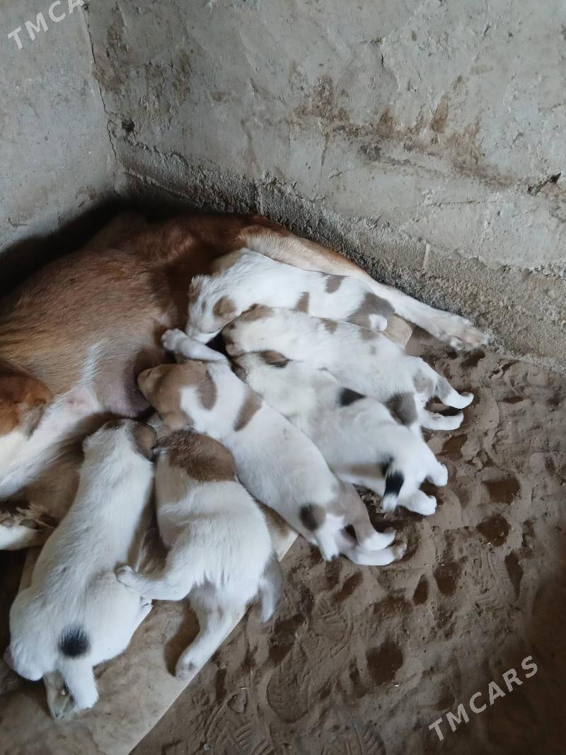 Alabay - Bagyr - img 4